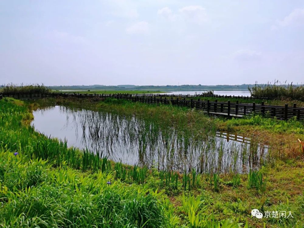 参观江夏安山国家湿地公园安山湿地鱼米乡满湖春色尽风光谆朴勤劳闯