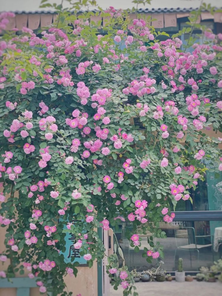 三圣乡的蔷薇小院』