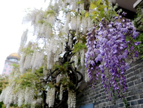 南通百年紫藤花再开 如梦似幻引游人驻足