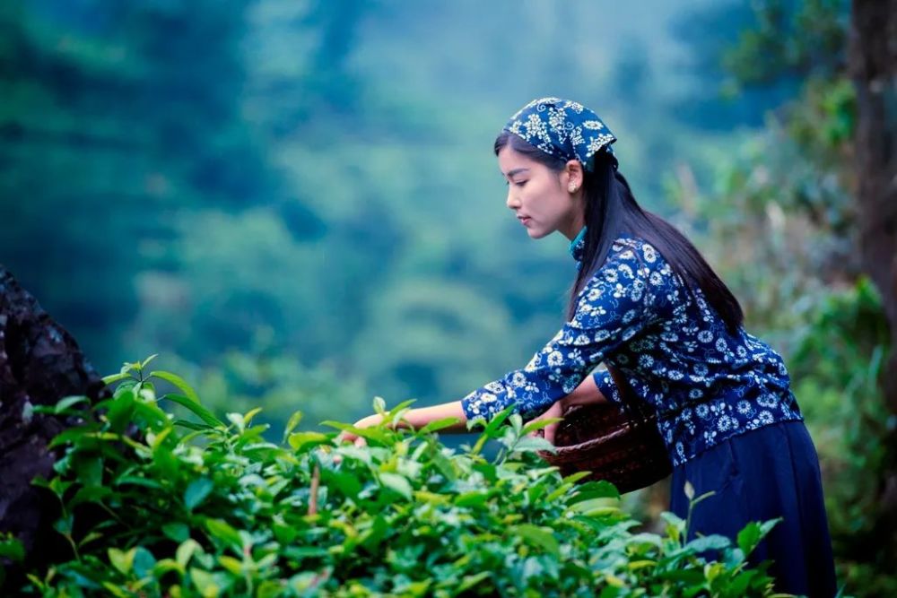 茶|四月婺源茶闻春苏醒