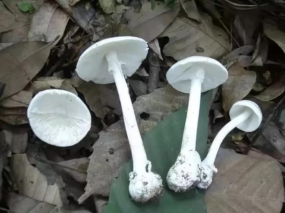 中国十大有毒蘑菇,你认识几种?