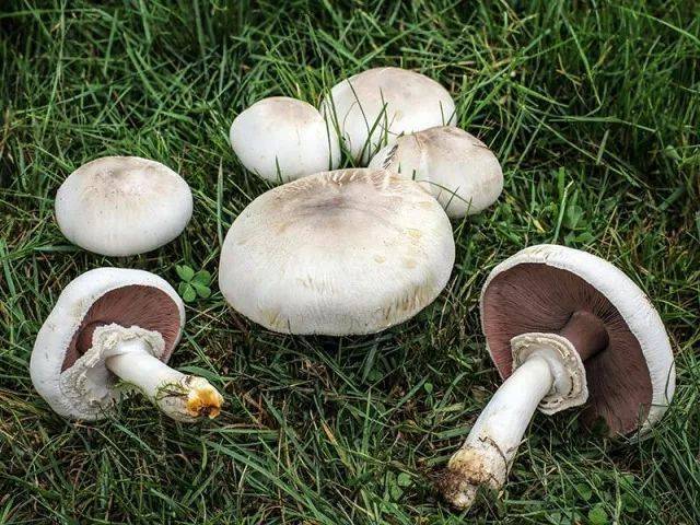 中国十大有毒蘑菇,你认识几种?_腾讯新闻