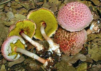 中国十大有毒蘑菇,你认识几种?