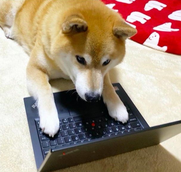 柴犬目不转睛盯着电脑看,主人过去一看就笑了,真不愧是大吃货!