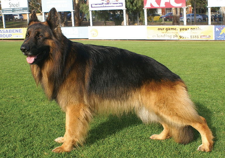 换言之就是并没有东德牧羊犬(ddr german shepherd).