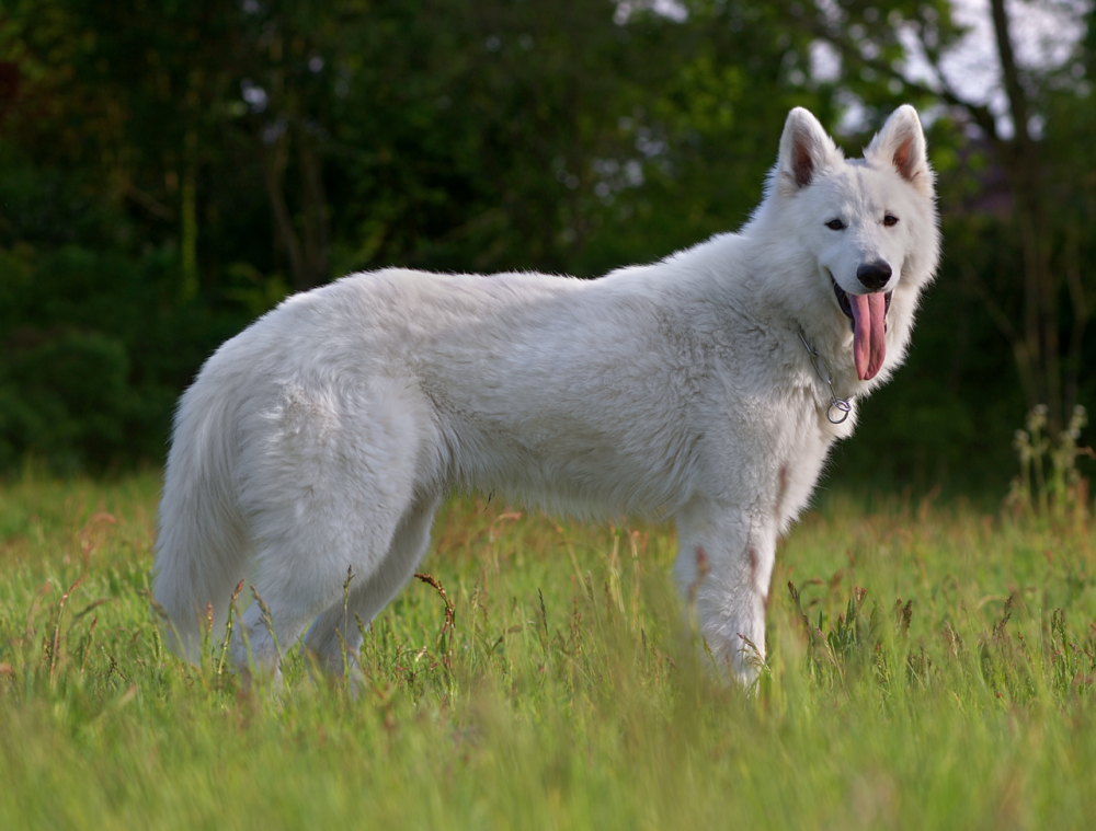 德国牧羊犬种类多:听说东德比西德更强?然而东德牧羊犬并不存在