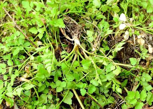 河边的"野芹菜",若见到请摘回家,城里6元1斤,营养晒过菠菜