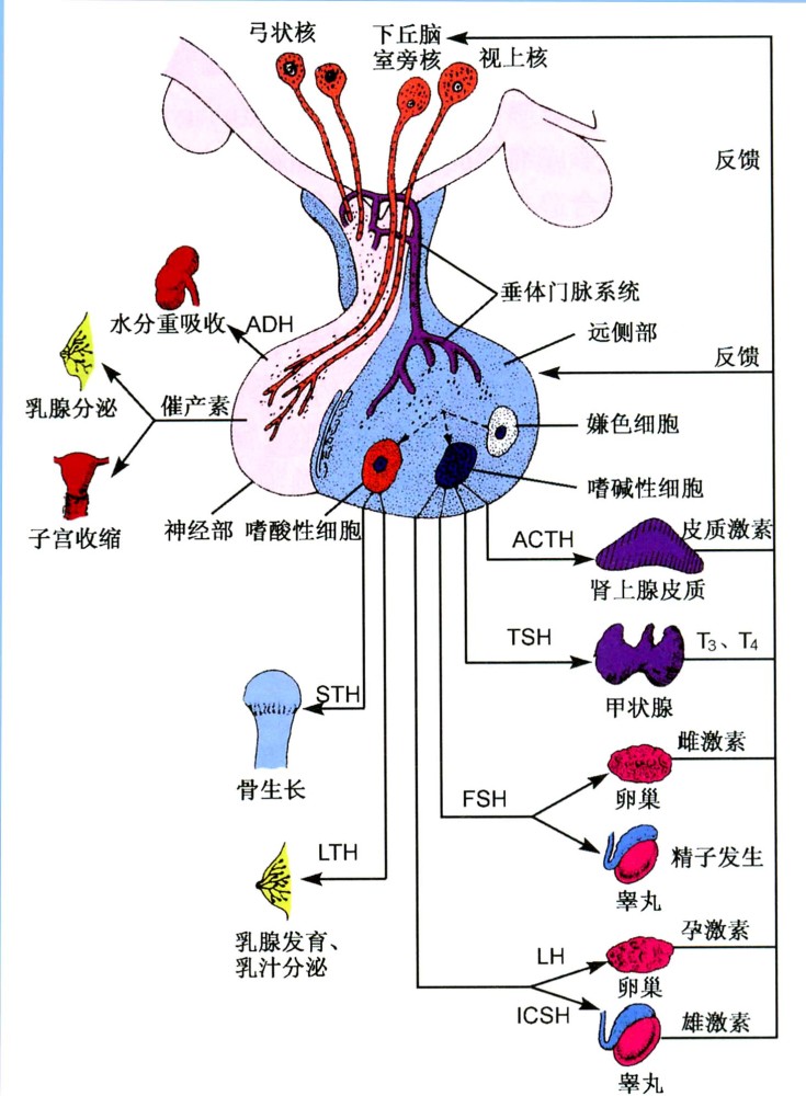 肾上腺皮质癌,临床上分为4种阶段,大部分肿瘤都大于10