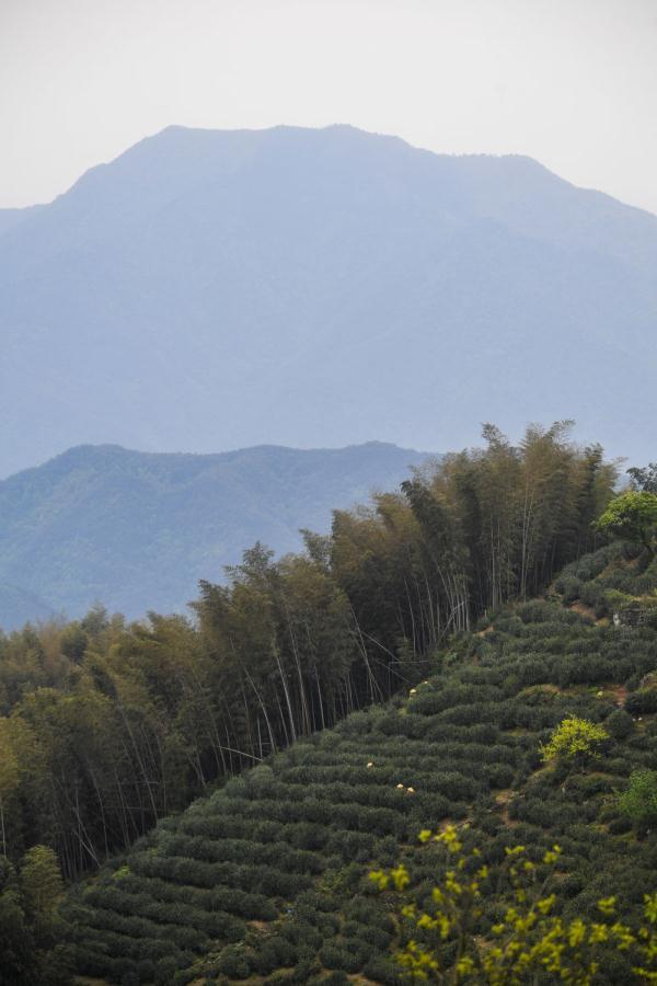 4月14日,茶农在里山镇安顶村安顶山的高山茶园采摘云雾茶.