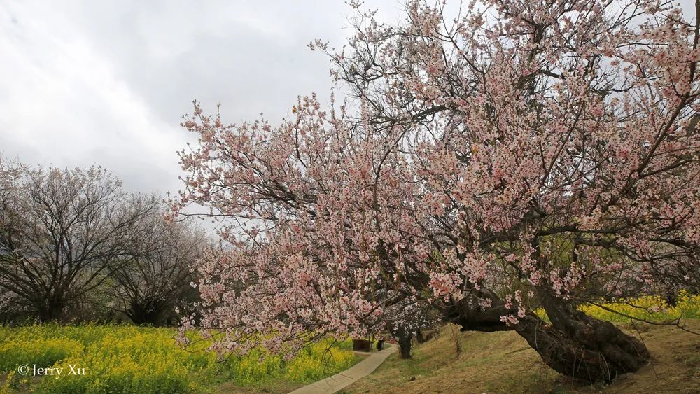 桃花灿烂的日子我们居家云赏花野去2021林芝桃花节大片欣赏
