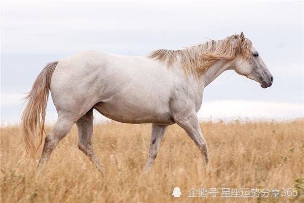 2021年买马图,2021年买马生肖图 十二星座2021年天蝎座周运9.13-9.19