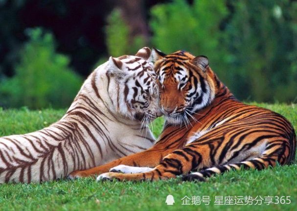 生肖虎和羊做生意合不合财属虎与属羊中等婚配