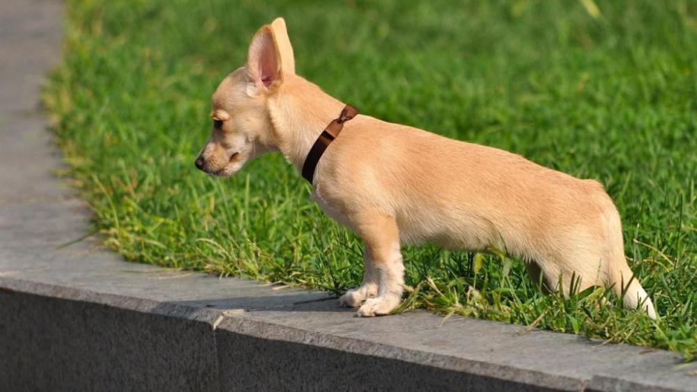 (体型最小的犬种之一:吉娃娃)