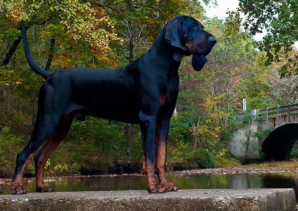 犬种智商排名(下)(65～128):阿富汗猎犬垫底