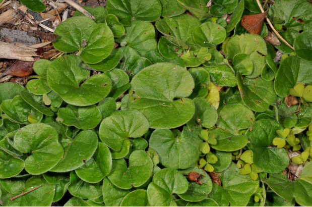 荒野维生野菜系列马蹄金