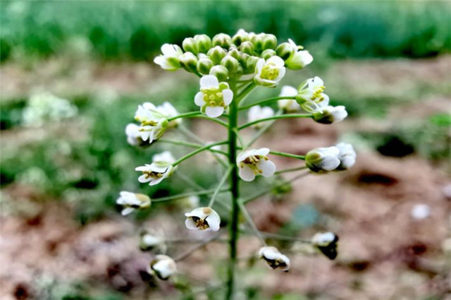 晚春荠菜花诗词8则:今春唯有荠花开,春在溪头荠菜花