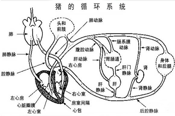 (16)猪的循环系统