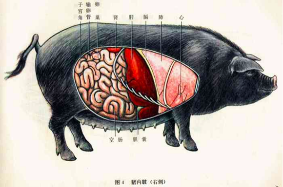 养猪先识猪,懂猪不再难,最全的《生猪结构图》,你都看懂了吗?