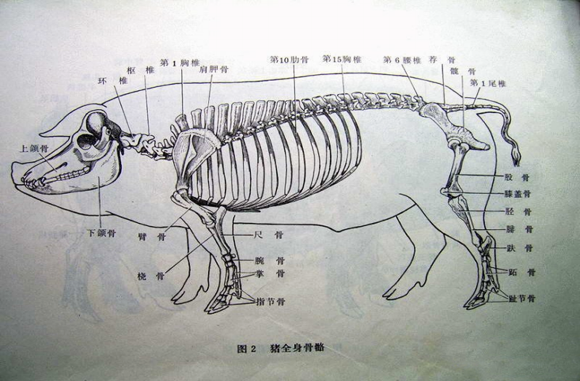 养猪先识猪,懂猪不再难,最全的《生猪结构图》,你都看懂了吗?