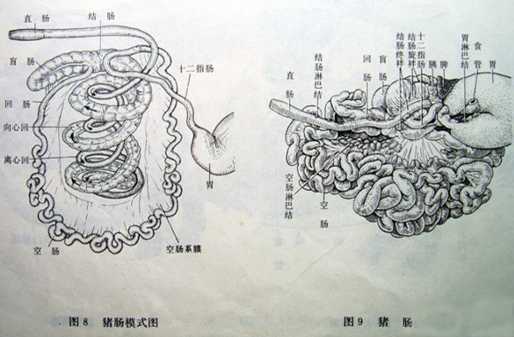 (10)生猪肠结构图
