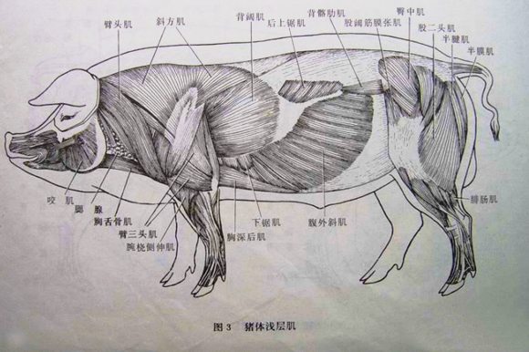 养猪先识猪,懂猪不再难,最全的《生猪结构图》,你都看懂了吗?