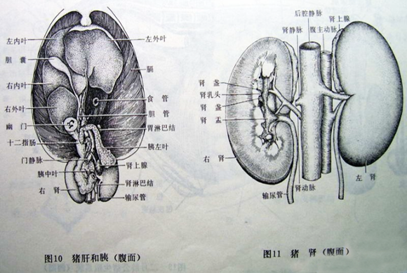 (11)生猪肝肾结构图