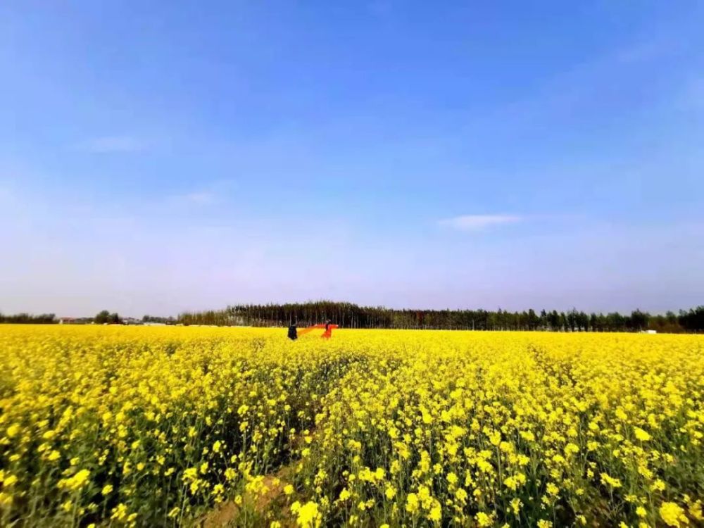 献县千亩油菜花已成花海海选盛开等你来