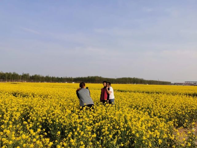 献县千亩油菜花已成花海!"海选"盛开等你来