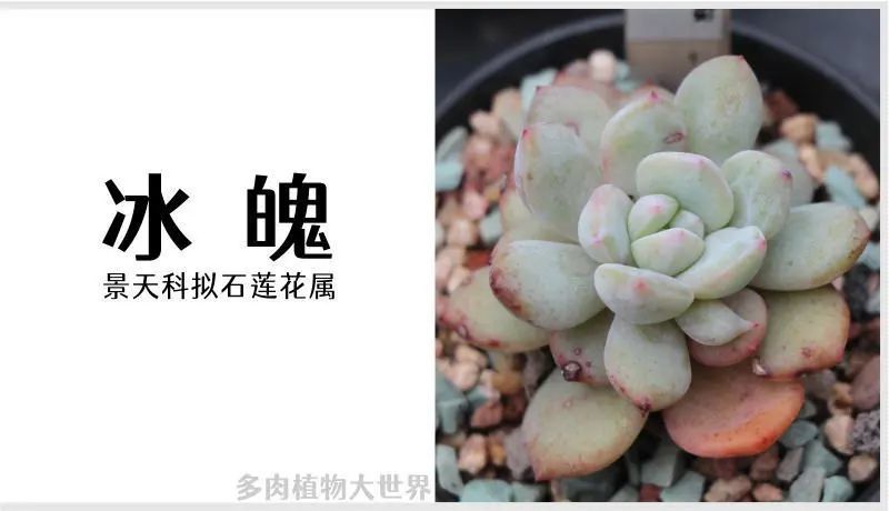 冰魄景天科拟石莲花属多肉植物中小型园艺杂交品种