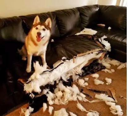 袖虎知识养猫养狗拆家怎么办