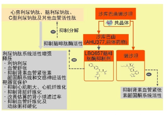 沙坦,兼有抑制血管紧张素Ⅱ与受体结合,及抑制脑啡肽酶活性的双重作用