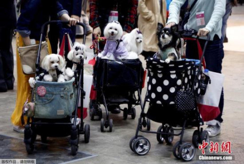 东京举行国际宠物展：汪星人齐聚萌化人心