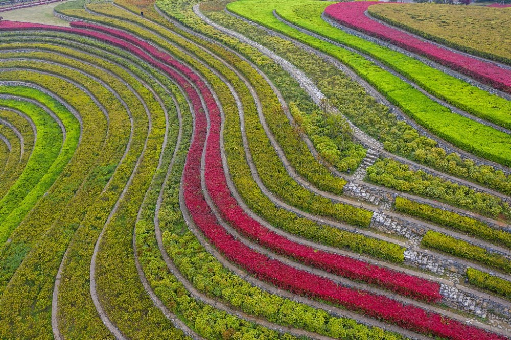 贵州大方:航拍花海梯田 宛如大地"指纹"