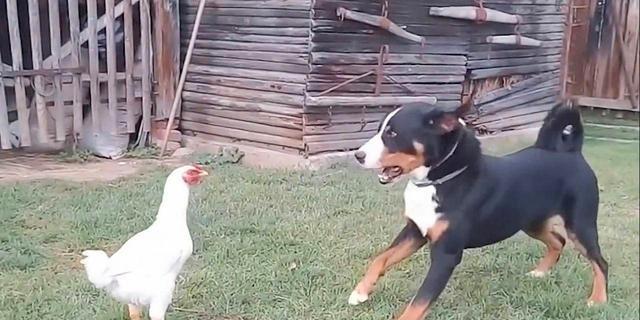 什么犬相成语_成语故事图片(3)