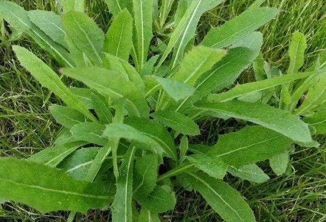 春季野菜黑名单小心误食有剧毒