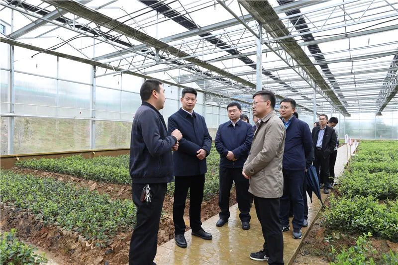 在茶花泉油茶种植示范基地,唐仁勇察看了林下套种鹿