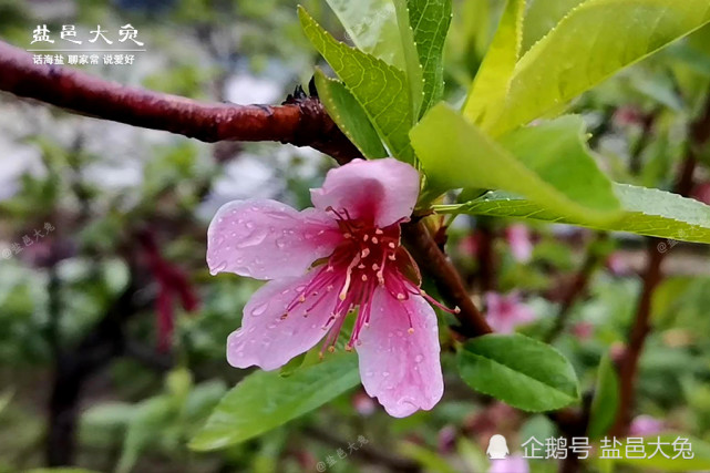 雨中的桃花