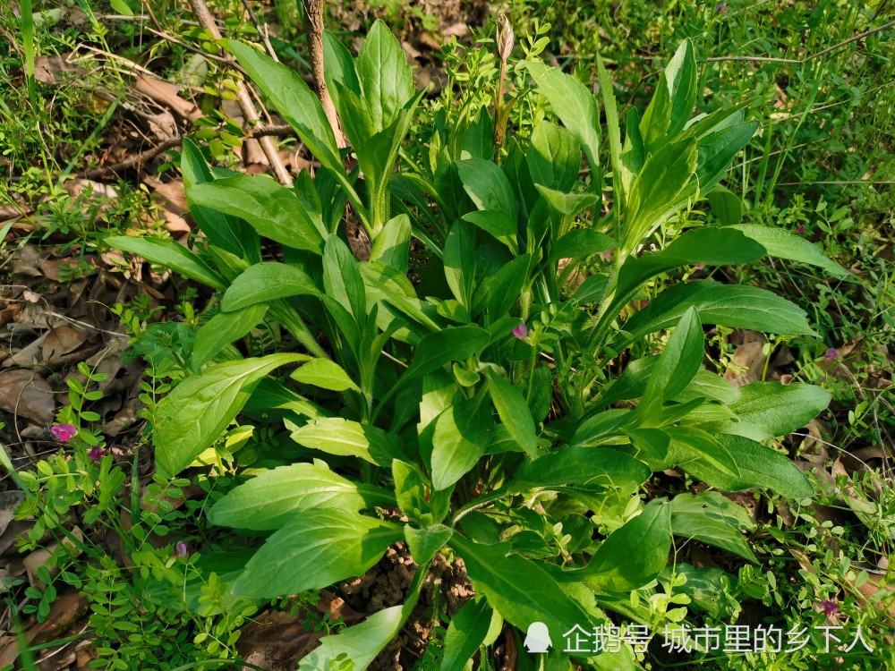 荒野里的一种野草"一年蓬"别名墙头草,你认识吗?