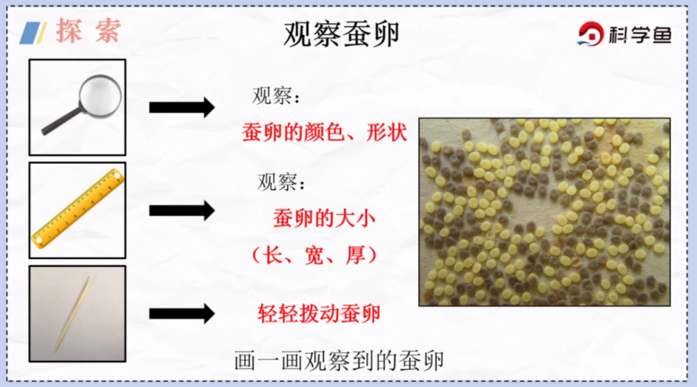 下面就请同学们观察蚕卵, 看看它们的颜色和形状, 以及蚕卵的大小.