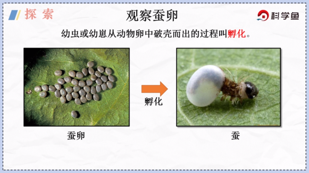 原来刚产下的蚕卵是淡黄色的, 即将孵化的蚕卵就变成紫黑色了.