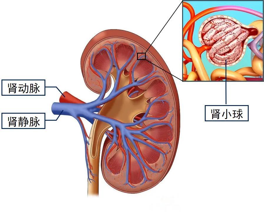 健哥说|别不当心,高血压还会伤肾!