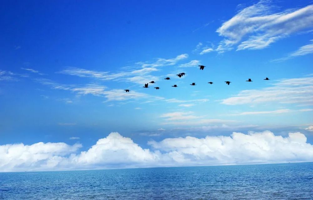 为了过冬,每年会有上万只大雁从俄罗斯境内迁徙到中国的长江流域.