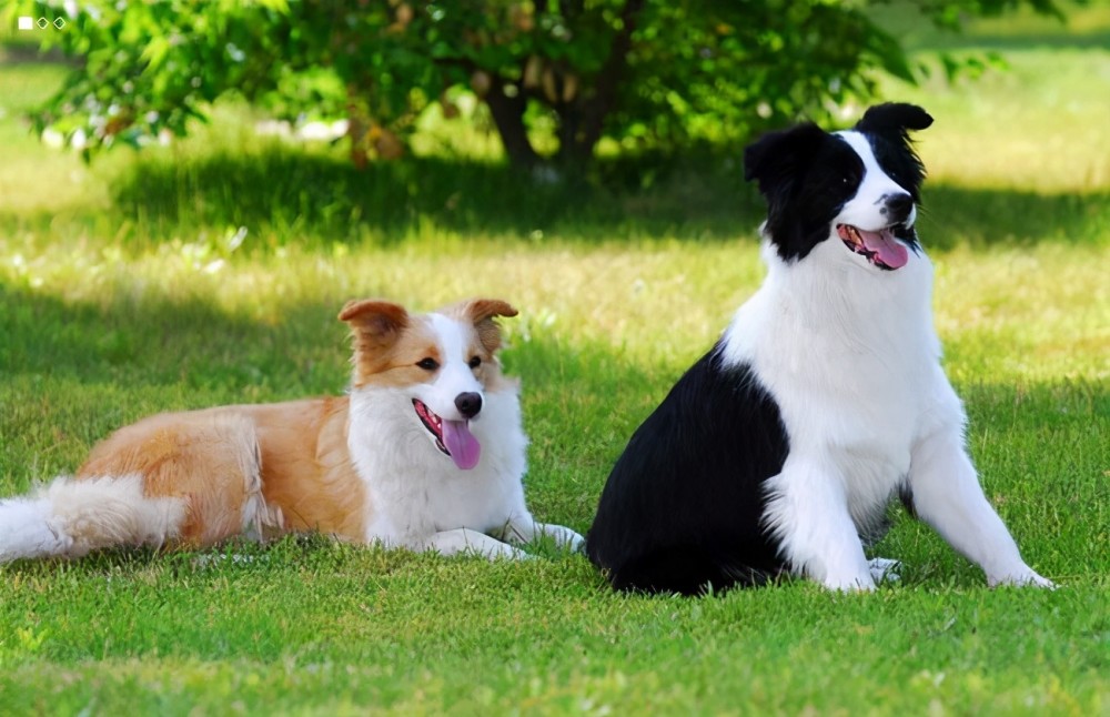 (棕白色,黑白色的边境牧羊犬)