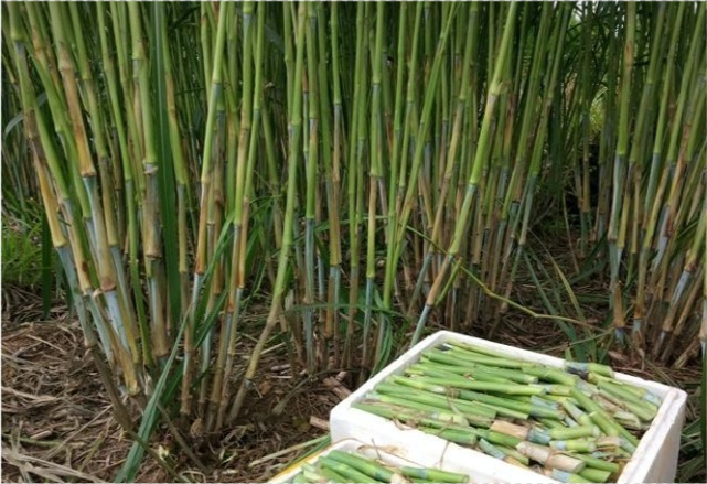 皇竹草亩产可达30吨,一株可长5米高,被誉为"牧草之王"