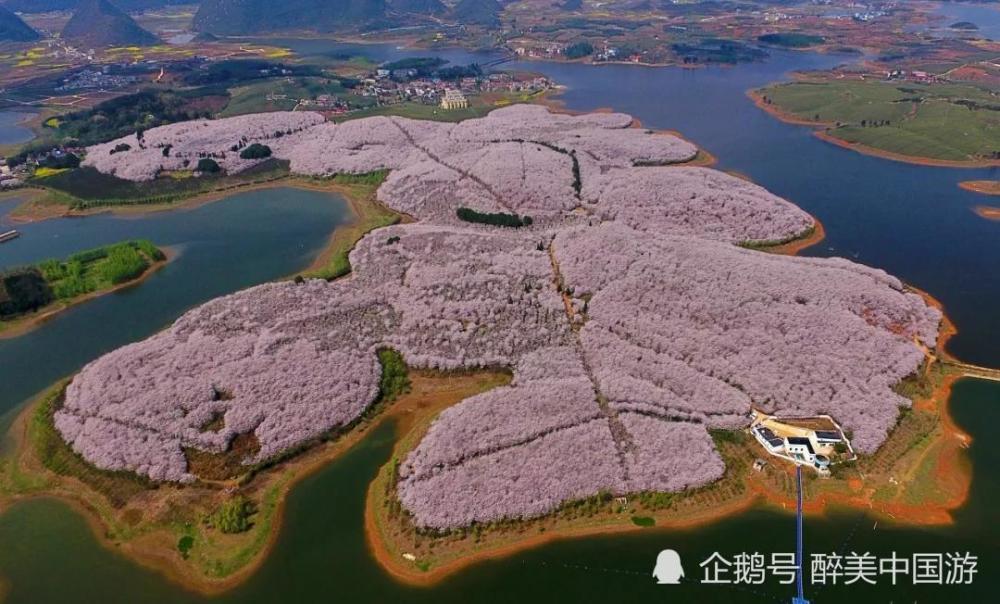 探访平坝农场樱花园,50万株樱花竞相怒放,美若仙境
