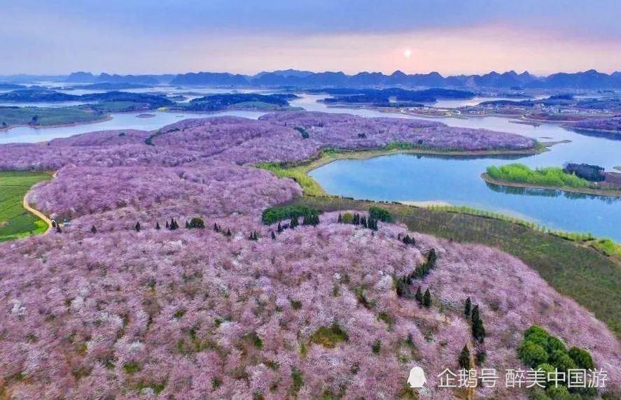 探访平坝农场樱花园,50万株樱花竞相怒放,美若仙境