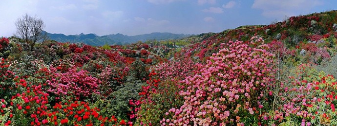 的花季,百里通交运公司开通了各高铁站直达百里杜鹃花海班线直通车