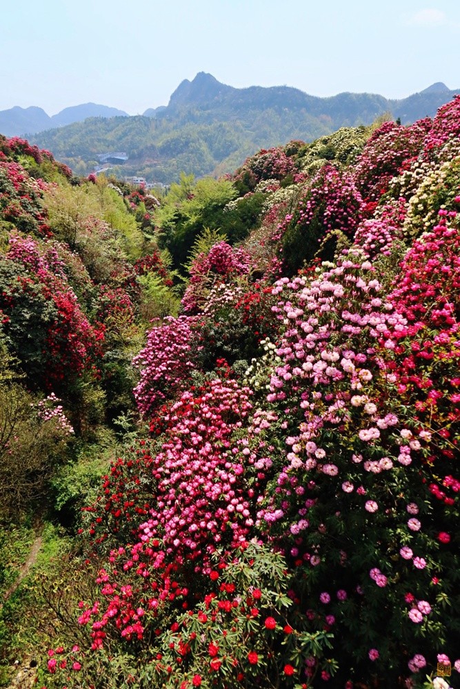 毕节百里杜鹃,世界唯一杜鹃森林公园,名字叫杜鹃的女生免费赏花