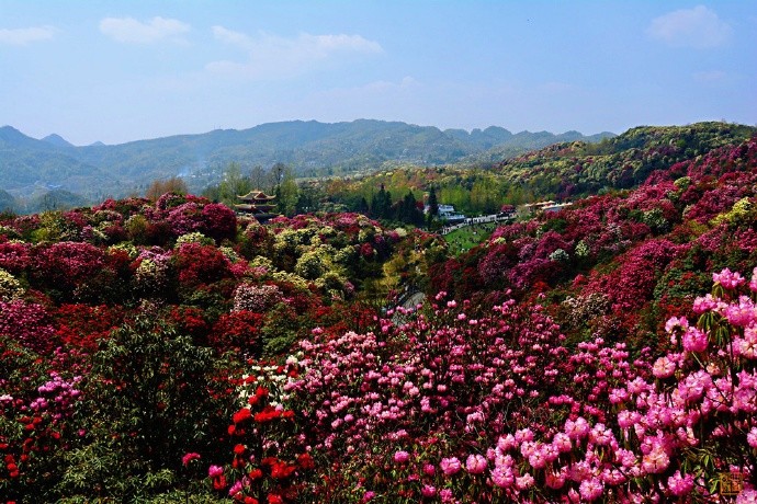 周边还有奢香军营山地公园,彝山花谷,百里杜鹃湖,米底河景区,杜鹃花王