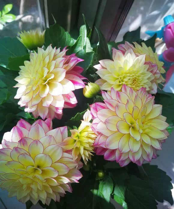 晒不死,热不死的 花,此5种越晒花越开,一开半年